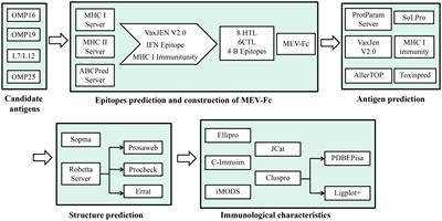 Design of a multi-epitope vaccine against brucellosis fused to IgG-fc by an immunoinformatics approach